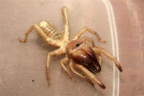 Many tales were accompanied with photos purporting to show spiders half the size of a human. Camel Spider - Spider Facts and Information