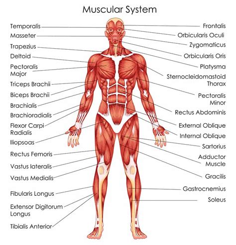 Back pain is the big problem in our this muscular system chart shows in detail the deep layers of muscle on the front of your body. Anatomy For Exercise | Lower Body Muscles - EMPOWER YOUR ...