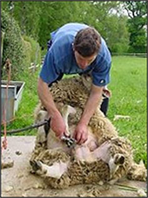 Früh kühe von weide einsammeln, in versuchsgruppen sortiert dem karussel. Schafe scheren will gelernt sein - Landwirtschaftskammer ...