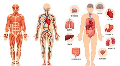 An organ is a collection of tissues joined in a structural unit to serve a common the two lungs are located on either side of the upper chest. 51 fun facts about the human body, from a science teacher