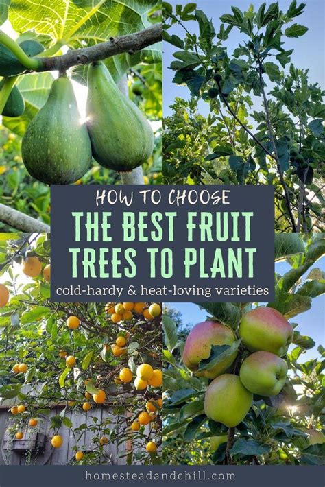 Apples, pears, plums, cherries and other stone fruit such as apricots and peaches evolved in central asia, which has a continental climate with hot summers and very cold winters. How to Choose What Fruit Trees to Plant: Climate ...