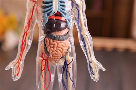 Our anatomical torso models feature ranging levels of removable organs, including brain models, heart models, liver models, eye models, pancreas models and detachable muscles. Anatomy Of Upper Yorso - science anatomy of human body in ...
