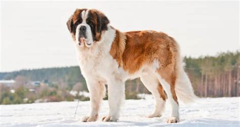 Although all pitbulls have almost similar temperaments, their sizes do vary greatly. St Bernard Pitbull mix - Everything You Need to Know!