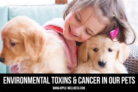 Worried your dog has an intestinal blockage? Are Environmental Toxins Causing Cancer in Dogs and Cats?