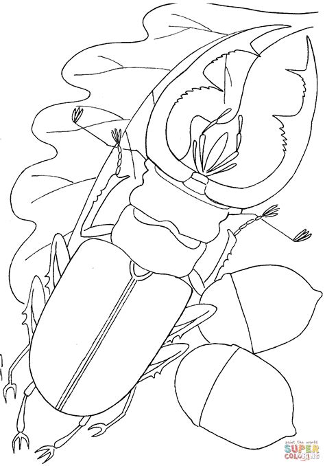 The giraffe stag beetle (prosopocoilus giraffa) is another black beetle with distinctive muscular jaws. Download Stag Beetle coloring for free - Designlooter 2020 👨‍🎨