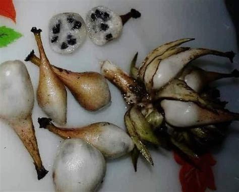 Ataupun menemui ajalnya dalam jangka waktu tertentu. Santau & Tanda-tanda Terkena Buatan Orang (Cara Merawat ...