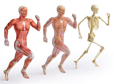 Broadly considered, human muscle—like the muscles of all vertebrates—is often divided into striated muscle. 10 Amazing Facts About the Human Body | OSG