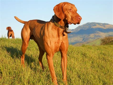 Top 10 Large Dog Breeds That Everybody Wants - Page 2 - Animal Encyclopedia