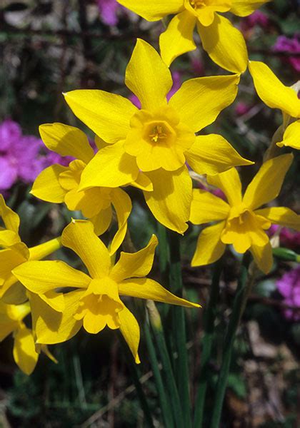 Find help and information on narcissus x odorus 'double campernelle' daffodil campernelli campernelle jonquil, including varieties and pruning advice. Heirloom Daffodil Bulbs