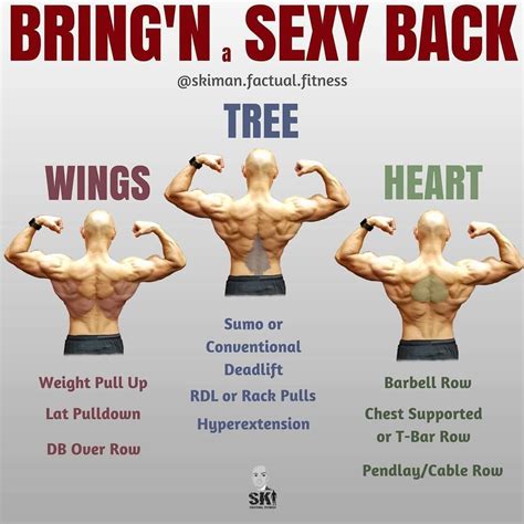 The superficial back muscles are the muscles found just under the skin. Back Workout Complete With 8 Exercises | Gym workout chart ...