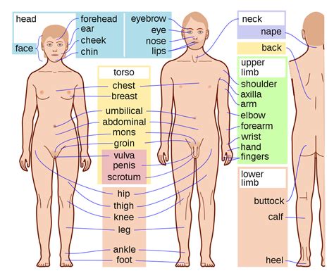Download File:Human Body Parts PA.svg - Wikimedia Commons