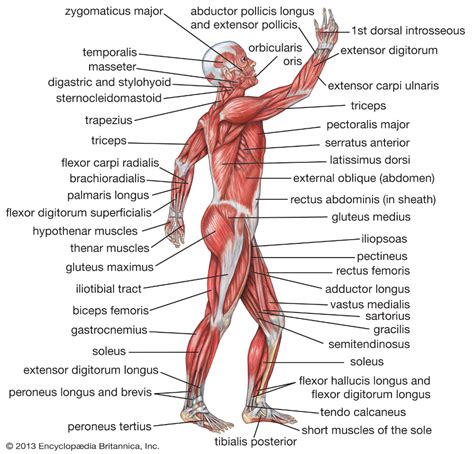 Muscles name of the body. Human body | Human muscular system, Human body muscles ...