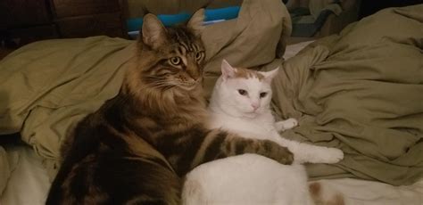 However, larger cat breeds take a longer time to grow, and some breeds even keep growing until they are four years old! When your baby brother who is a Maine coon won't stop ...