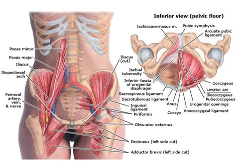The pelvis and the pelvic floor muscles seal the abdominal and pelvic cavity in a caudal direction; TheaCare