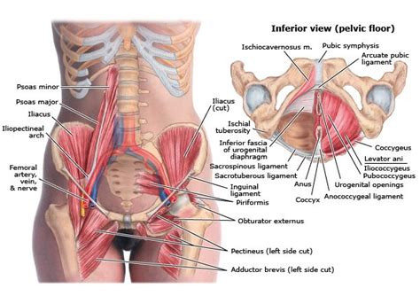 In the back the posterior superior iliac spines are surrounded by muscles and flank fat. TheaCare