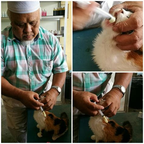 Check out 31 reviews and photos of viator's sandakan and orang utan sanctuary from kota kinabalu. Kembara Minda 7: Bawa Meow ke Klinik Haiwan Kota