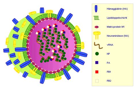 What is a heuristic virus and how to remove it. 4.2 - Grippe - Aufbau des Influenza-Virus - Chemgapedia