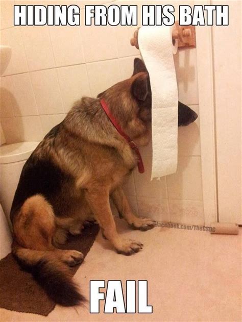 German shepherd puppy wants her dad to play! Top 8 Funny German Shepherd Memes That Broke The Internet!