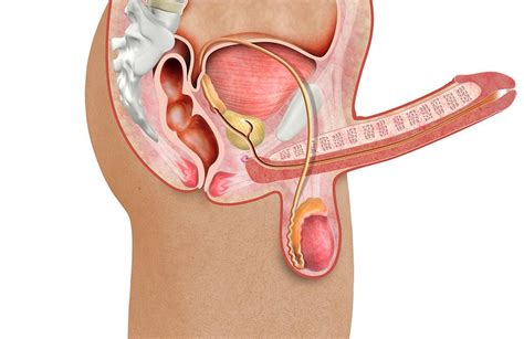 The egg shaped male gonads called testes rest in a sac called the scrotum. Male Reproductive System Photograph by Claus Lunau