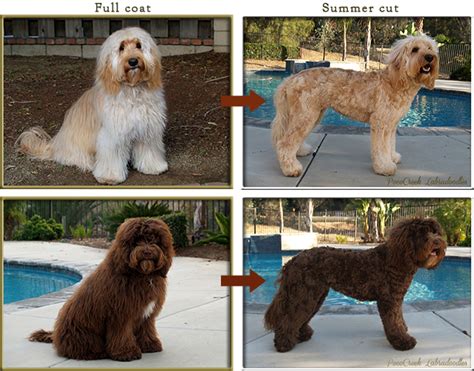 Groom through the coat thoroughly, following the natural direction in which it grows. Pococreek Labradoodles | Grooming