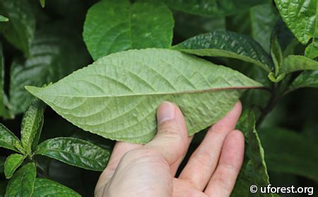 This species has the most restricted distribution of the six spoonbill species, and it is the only one regarded as endangered. Black Face General - Strobilanthes crispa