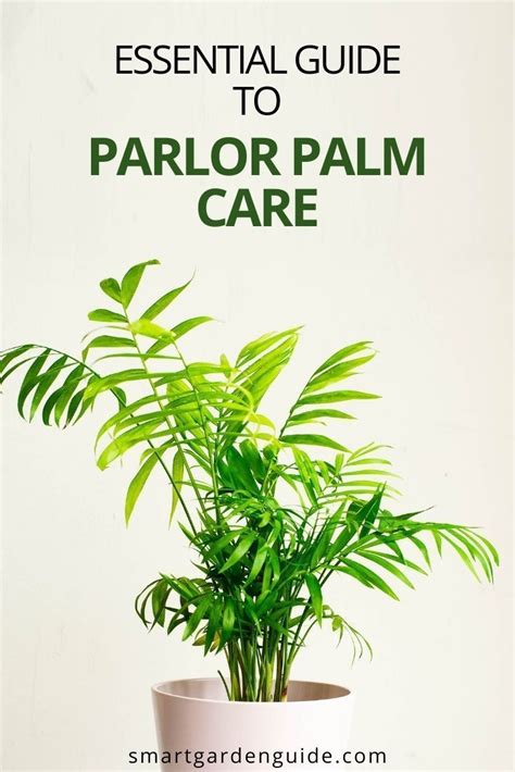 The parlor palm adds a charming beachfront feel to any indoor area, growing well in indirect sunlight and in cooler temperatures. How To Care For A Parlor Palm (Chamaedorea elegans ...