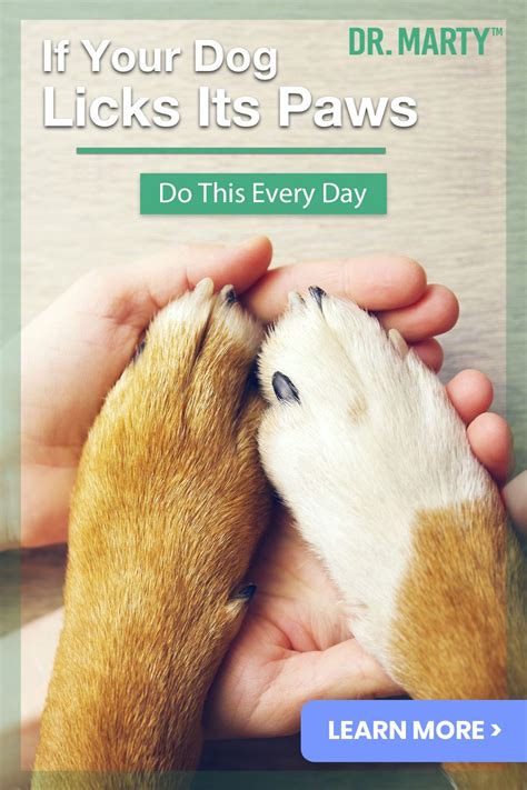 How to choose a good dry dog food. If Your Dog Licks Its Paws - Do This Daily | Your dog ...