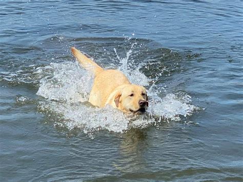 Mi scusi capelli bianchi sui terrazzi di periferia. Cane in difficoltà in mare, il labrador Marley si tuffa e ...