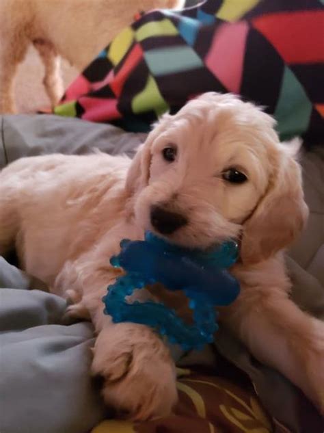 Browse goldendoodle puppies and buy a miniature goldendoodle now. Goldendoodle puppy dog for sale in Kingman, Arizona