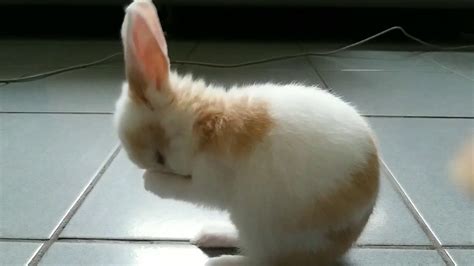 Buy the latest bunny face gearbest.com offers the best bunny face products online shopping. Baby Bunny Cleaning the Face…Cuteness overloaded - YouTube