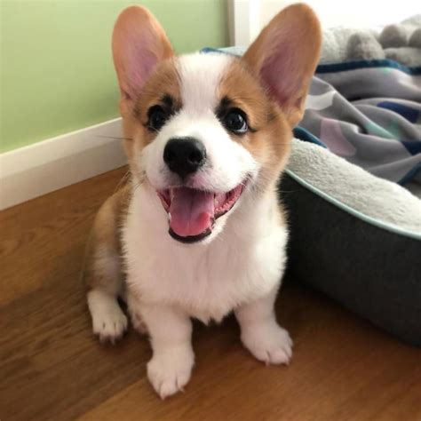 Puppies are of top quality and will do well as security dogs and family pets. Pembroke Welsh Corgi Puppies For Adoption Near Me