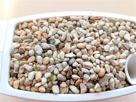 How to grow a cactus. How to Grow a Succulent from Seeds | Succulent seeds ...