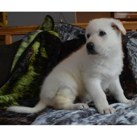 Ddr czech,black gernan shepherd breeders,german shepherd puppies for sale,alabama german shepherd breeder,florida georgia,louisiana,mississippi,north carolina,oklahoma,ohio,maryland, kansas german shepherd breeder black german shepherd breeders. 2 males available white GSD Puppies | Gsd puppies, German ...