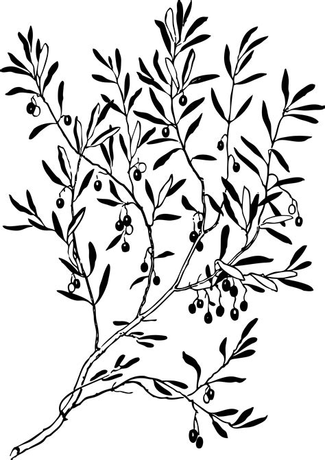 Fruit coloring pages colouring pages coloring sheets coloring books copic hand embroidery patterns embroidery designs printable crafts printables. Images Of Olive Branches - ClipArt Best