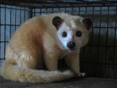 Maybe you would like to learn more about one of these? Cara Mengecek Musang Buta Atau Tidak | Drh. Fira Sovica