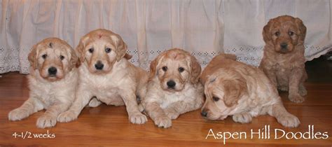 Note that there are other categories of miniature goldendoodles called toy, micro, and teacup. Penny's litter | Goldendoodle, Puppies, Dogs