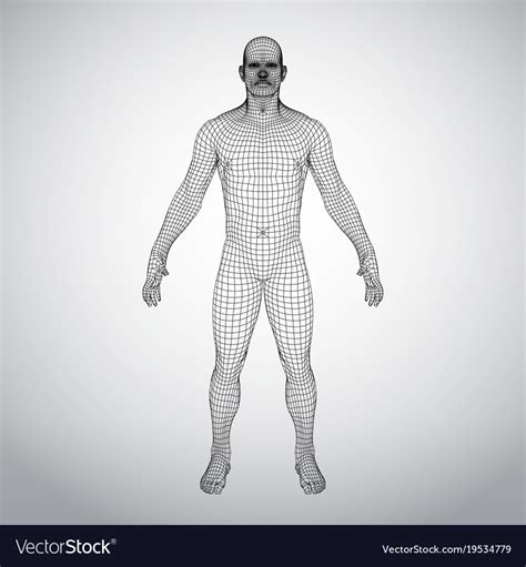 Human 3d clipart free download! Wire frame human body polygonal 3d model on white Vector Image