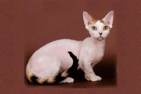 The minskin was developed in 2000 and five years later, some 50 cats were in existence. Порода кошек Минскин (Minskin) | Статьи о манчкинах