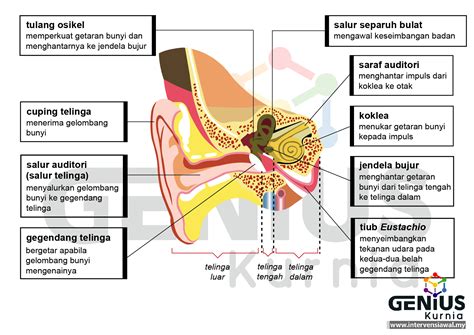 Secara hujung minggu dan pengajian. Masalah Pendengaran - Intervensi Awal