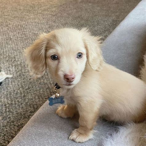 We offer all colors, all patterns, smooth coats, long coats, wirehairs, and english creams. Dachshund Puppies for sale in 2020 | Dachshund puppies for ...