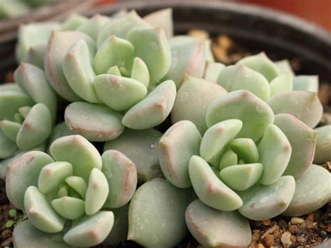 You will be receiving same or similar plants as show in picture 4. Graptoveria 'A Grim One' | World of Succulents ...