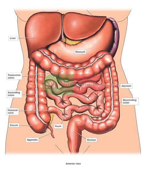 Historical artwork of the internal anatomy of a female abdomen, shown by a vertical slice seen from the side. Anatomy of the Abdomen | Doctor Stock