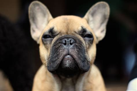 Respiration is very rapid and the mucous membranes (gums,conjunctiva) are blueish. French Bulldog - My Doggy Rocks