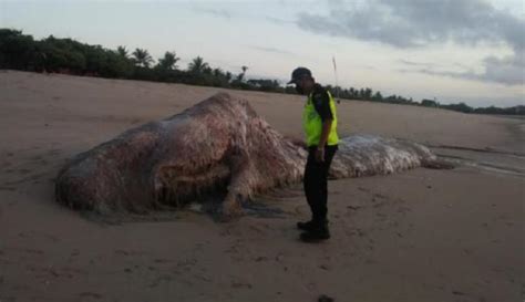 Paus sperma itu pun mati karena sampah plastik. Paus Sperma Mati Kembali Ditemukan di Bali, Terdampar di ...