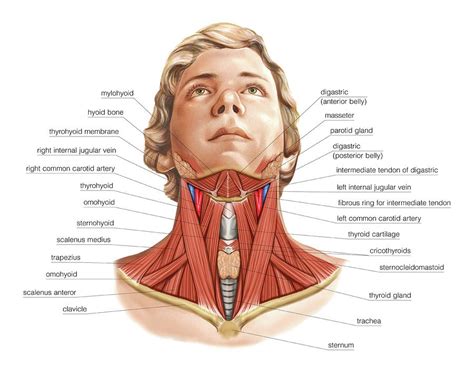 They move the head in every direction, pulling the skull and jaw towards the shoulders, spine, and scapula. Muscles Of The Neck Photograph by Asklepios Medical Atlas