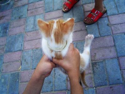 If you find a stray on your property, the first call to make is to your local council to see if they can assist with a council ranger pick up of the cat, but not all councils offer this service. cats facts: Safe way to pick up kittens and grown cats: