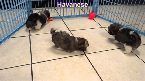 Find havanese puppies for sale and dogs for adoption near you in everett, olympia, seattle, spokane, tacoma, vancouver or washington. Havanese, Puppies, For, Sale, In, Gresham, Oregon, County ...