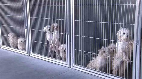 Make a donation to the pet adoption center of orange county to help homeless pets find homes. 191 dogs rescued from San Bernardino County hoarder up for ...