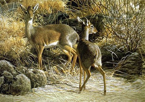 Rooter plumbing of savannah savannah great five star review by stacy g. Robert Bateman "Dik-diks" 1975 | Robert Bateman, OC OBC ...