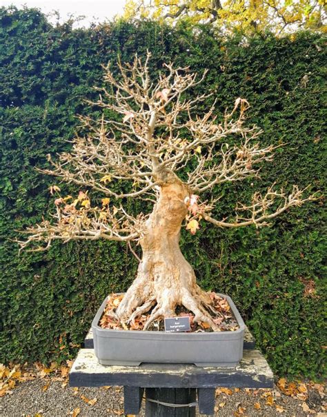 Judea is a region in the land of israel. 36 Beautiful Spiritual Meaning Bonsai Tree Pics - Bonsai ...